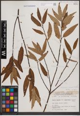 Foto von Salix cordata Michx. x Salix sericea Marshall